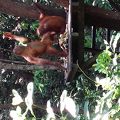 オランウータンに会いに行けるホテル