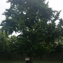 樹齢150年以上と言われています