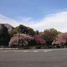 桜も綺麗です