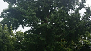 関東大震災の猛火を耐え抜いたイチョウです