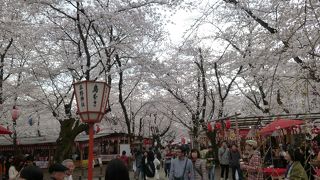 とてもきれいな桜