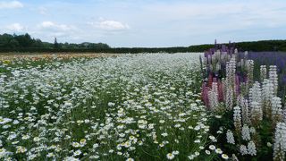 ラベンダーが無くても...