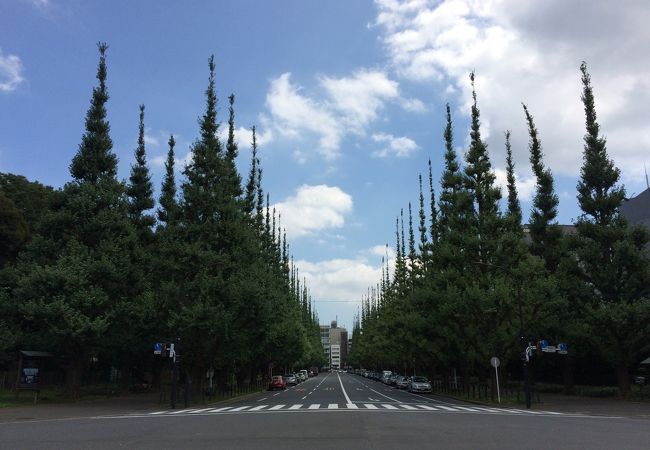 きれいなイチョウ並木