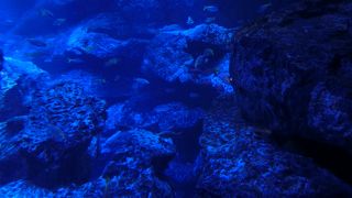 東京近海の海が身近に感じる水族館