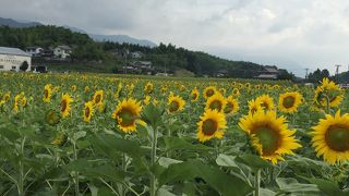 まだ三分咲きといった感じだけどとても綺麗