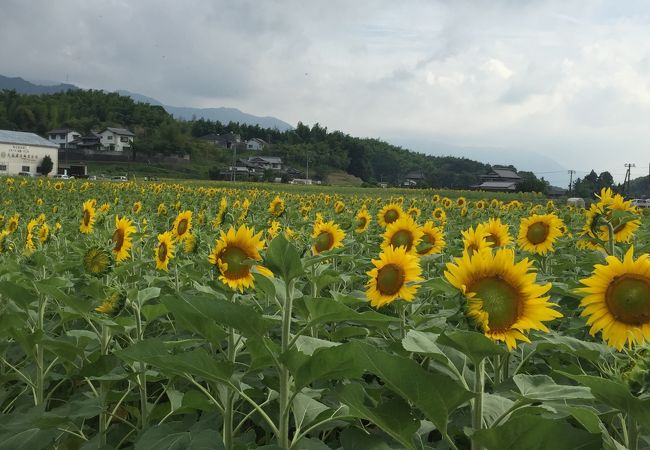 まだ三分咲きといった感じだけどとても綺麗