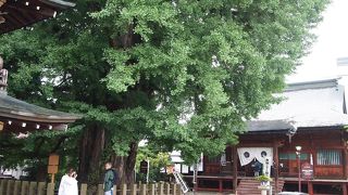 銀杏の迫力がすごい