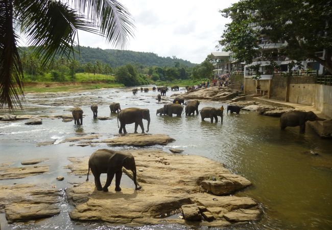 象の川での水浴びがいやされます