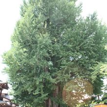 本殿前の大銀杏