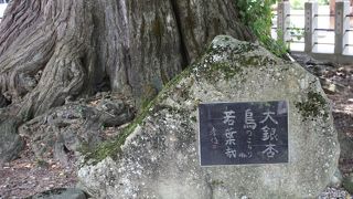 山門と本殿の中央にいます。ただただ、大きい。