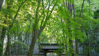 竹と青もみじが美しいお寺