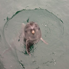立ち泳ぎをしているのか、イルカの周りに円が。