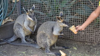 動物との触れ合いが楽しい動物園