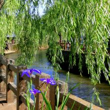 川沿いに咲くあやめの花