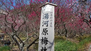 きれいな梅を見に