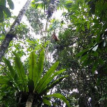 ブキッラワンのジャングルでオランウータンに遭遇