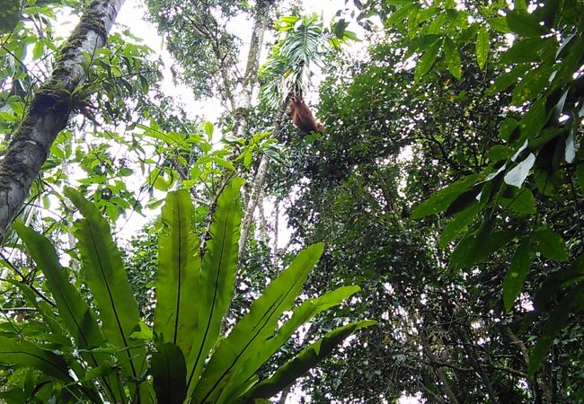 スマトラの熱帯雨林遺産