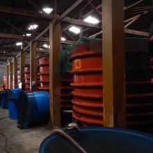 こんな樽で浸けています