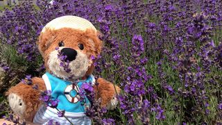 涼しくて、ラベンダーの香りに癒されました