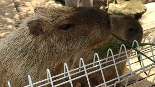 結構頑張ってる