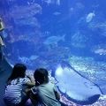 新しい水族館