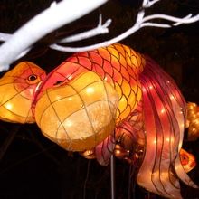 川べりに泳ぐ金魚のランタン。可愛い。