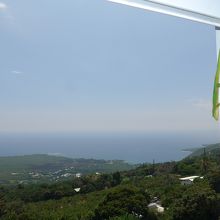 この様な感じで緑色のやもりが生息しています