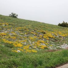 ５月は山肌が黄色い花で覆われている。
