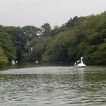 公園風景・井の頭池が見えます