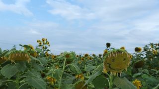 迷路がけっこうむずかしい