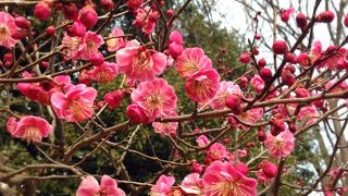 府中郷土の森 ☆ 梅祭り