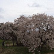 八重の桜も落ち着いたかなと思いきや