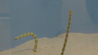 ちんあなご、錦アナゴグッズがかわいい