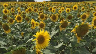 一面ひまわりです。