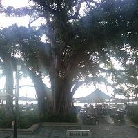 朝、清々しい。