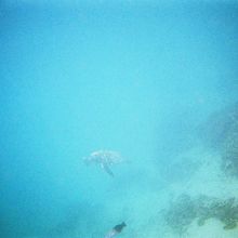 シュノーケリング中