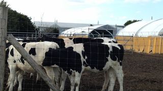 手軽にソフトクリーム