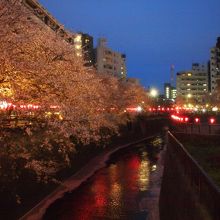 桜の時期でも、池尻大橋駅に近くなる程人が少なくなります