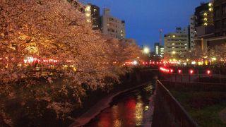 桜があってもなくても