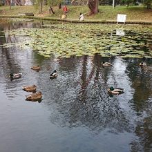 カモが遊んでいます