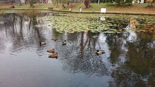 憩いの場として利用されてる大野池