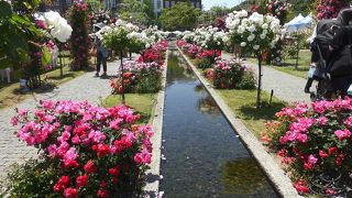 バラの王国満喫！