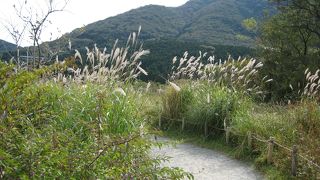 自然な造りが素敵