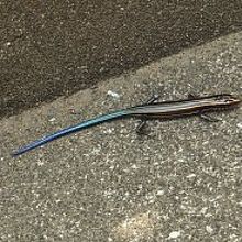 富士塚のトカゲ