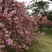 八重桜が見事