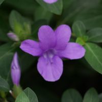 敷地内にはお花がいっぱい。ちょっとピンぼけで済みません