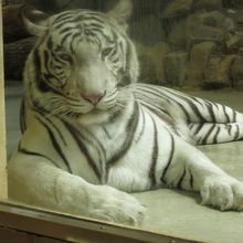 一押しのホワイトタイガー