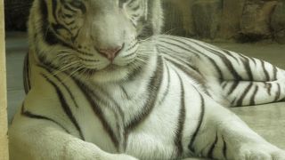 関西ではめずらしいサファリ