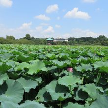 不忍池の真ん中に見える弁天堂