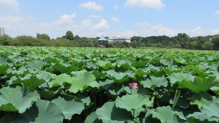 いつも屋台が並んでいる